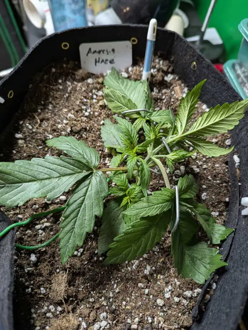 Amnesia Haze — vegetative, day 18