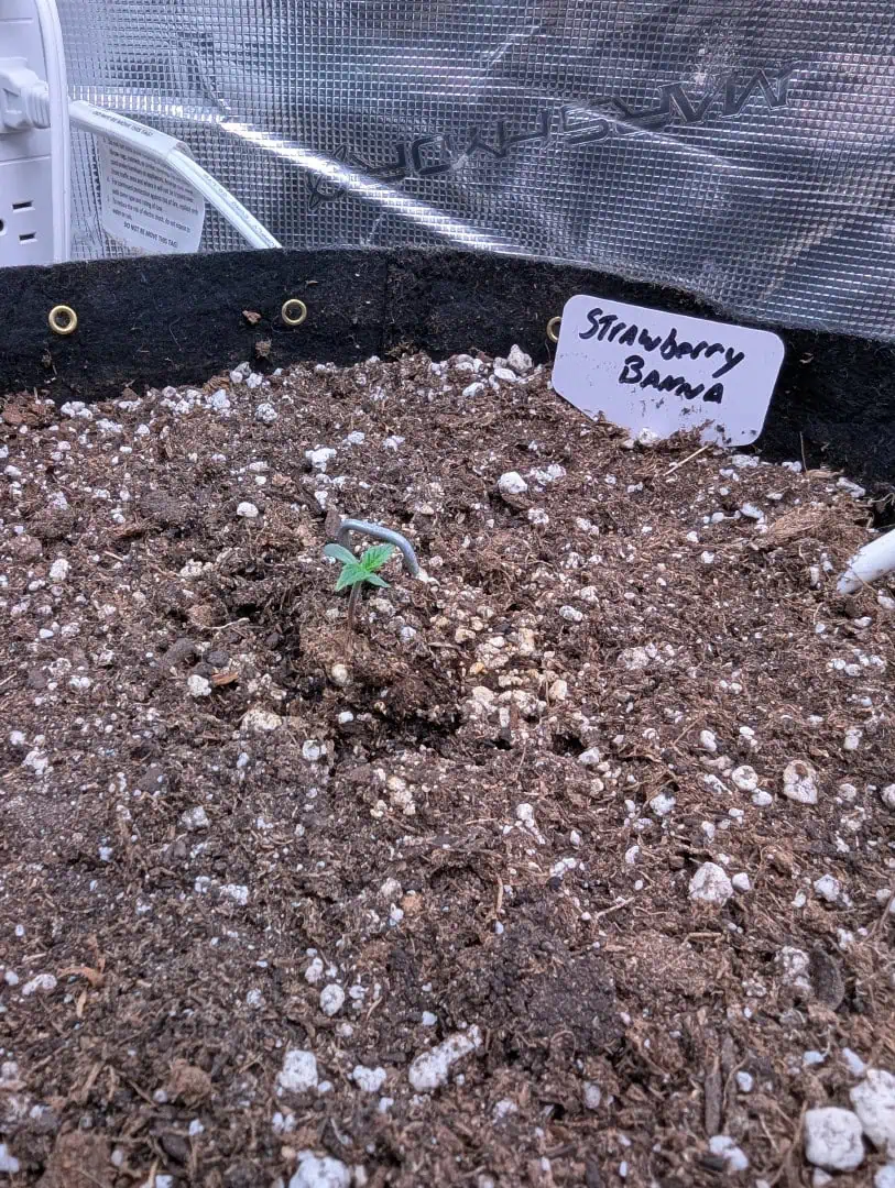 Strawberry Banana — seedling_rooting, day 6