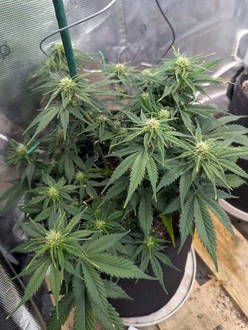 Watermelon OG  — flower, day 44