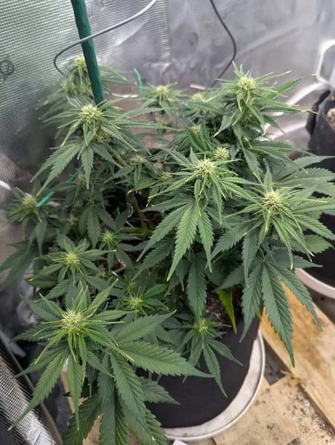 Watermelon OG — flower, day 44