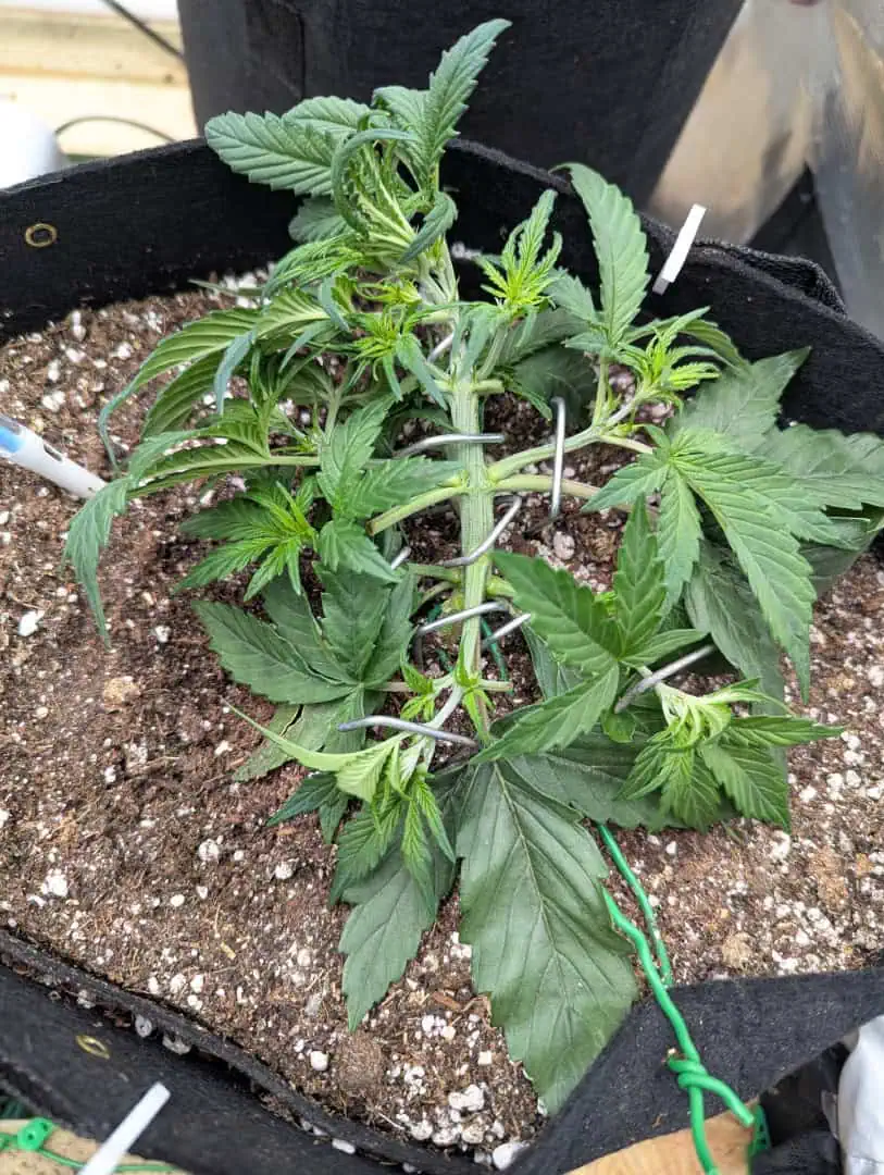 Amnesia Haze — vegetative, day 22
