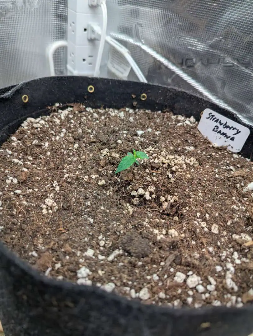 Strawberry Banana — vegetative, day 17