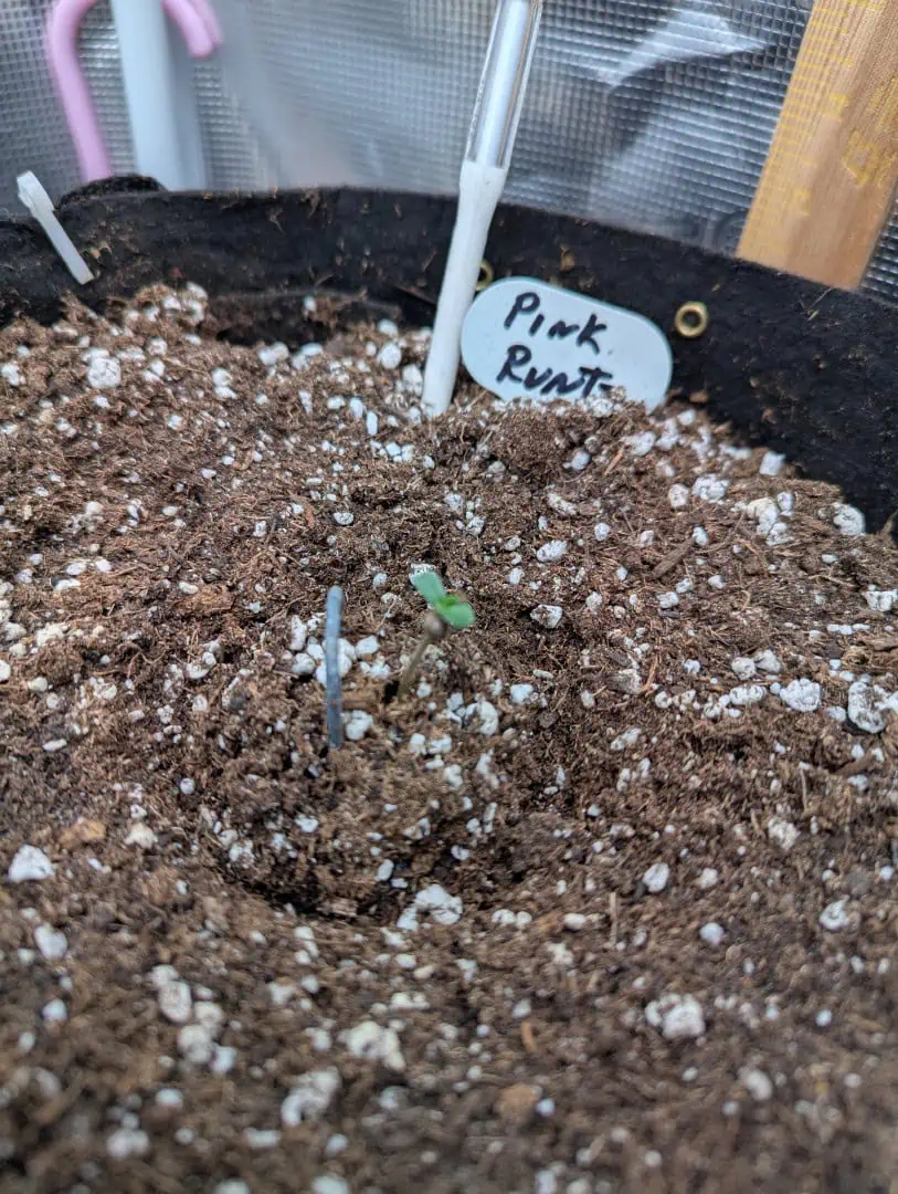 Pink Runtz — seedling_rooting, day 2