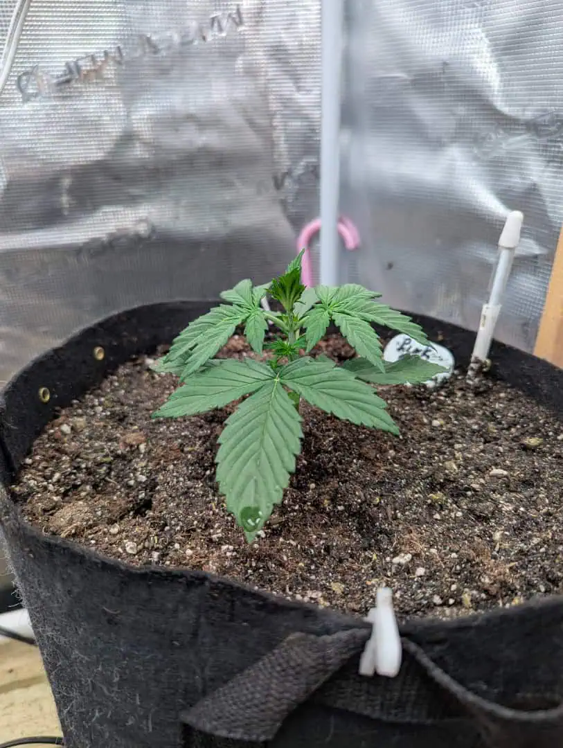 Pink Runtz — vegetative, day 15