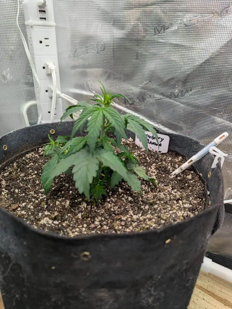 Strawberry Banana — vegetative, day 25