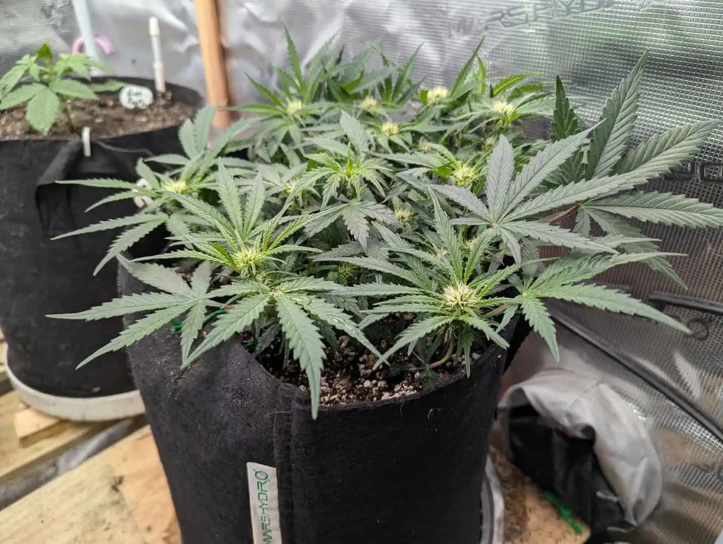 Amnesia Haze — flower, day 38