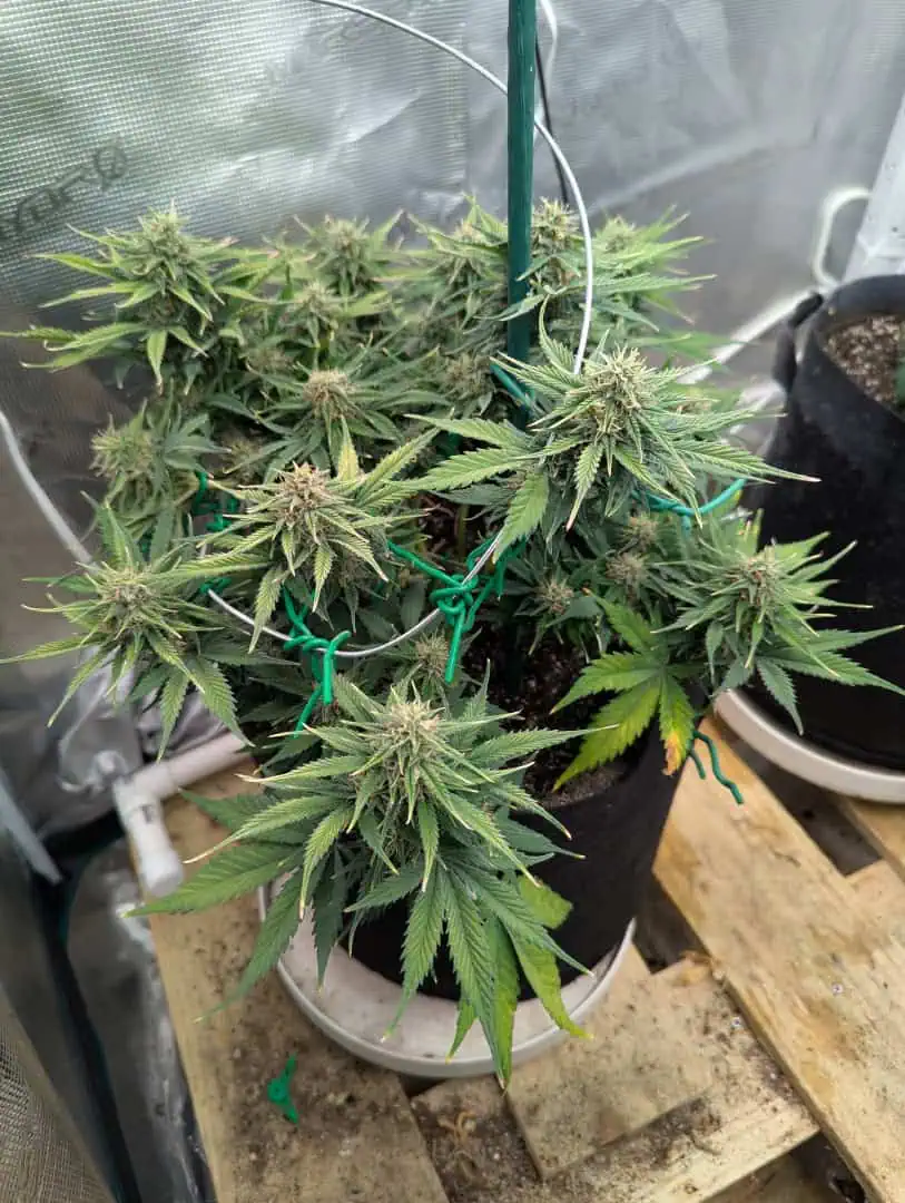 Watermelon OG  — flower, day 59