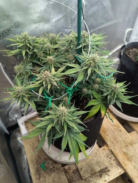 Watermelon OG — flower, day 59