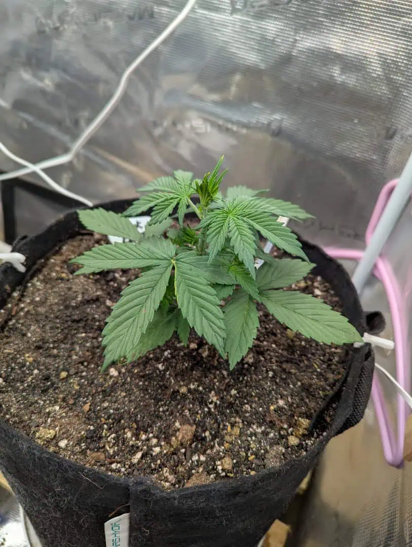 Pink Runtz — vegetative, day 18