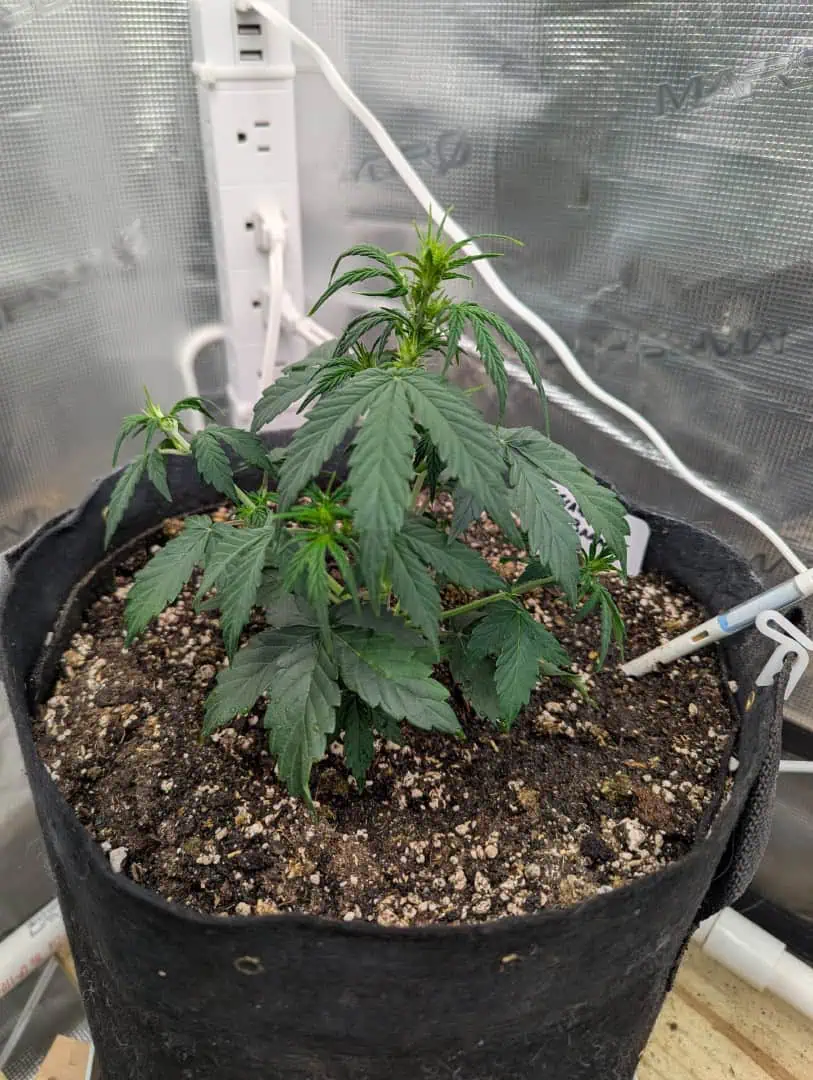 Strawberry Banana — flower, day 28