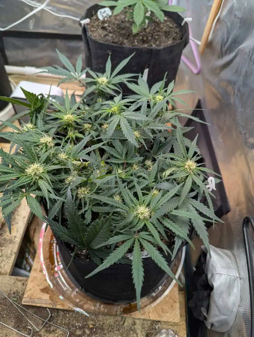 Amnesia Haze — flower, day 41