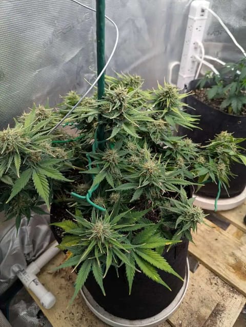 Watermelon OG — flower, day 62