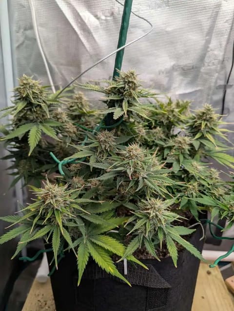 Watermelon OG — flower, day 65