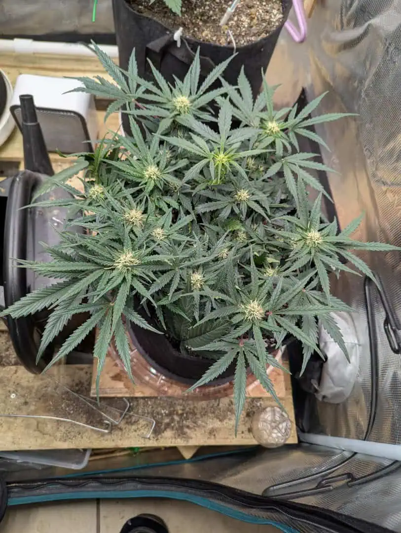 Amnesia Haze — flower, day 44