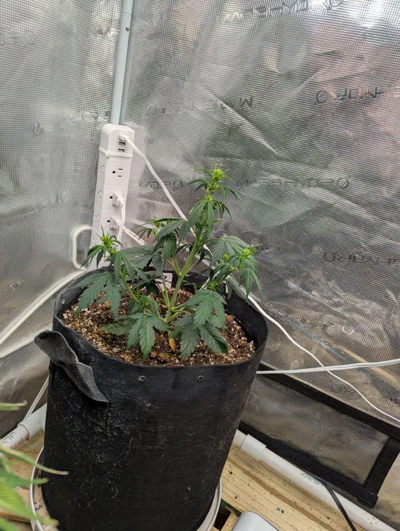 Strawberry Banana — flower, day 31