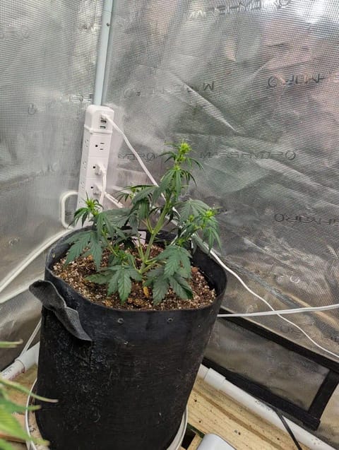 Strawberry Banana — flower, day 31