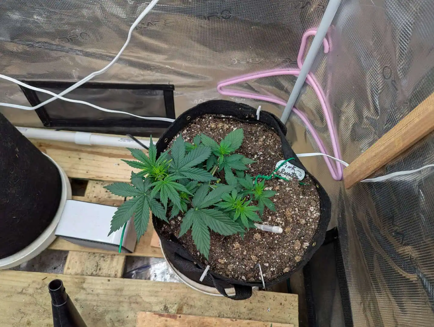 Pink Runtz — vegetative, day 21