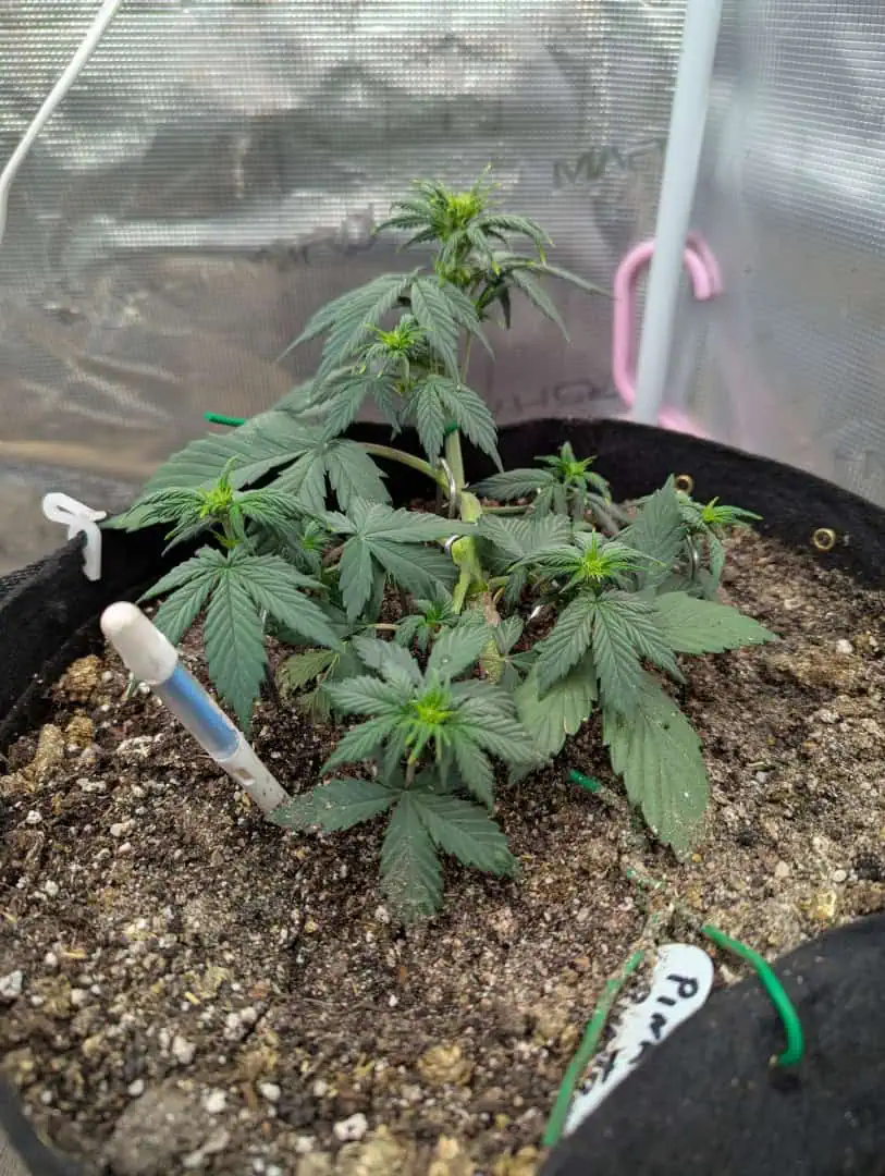 Pink Runtz — flower, day 25