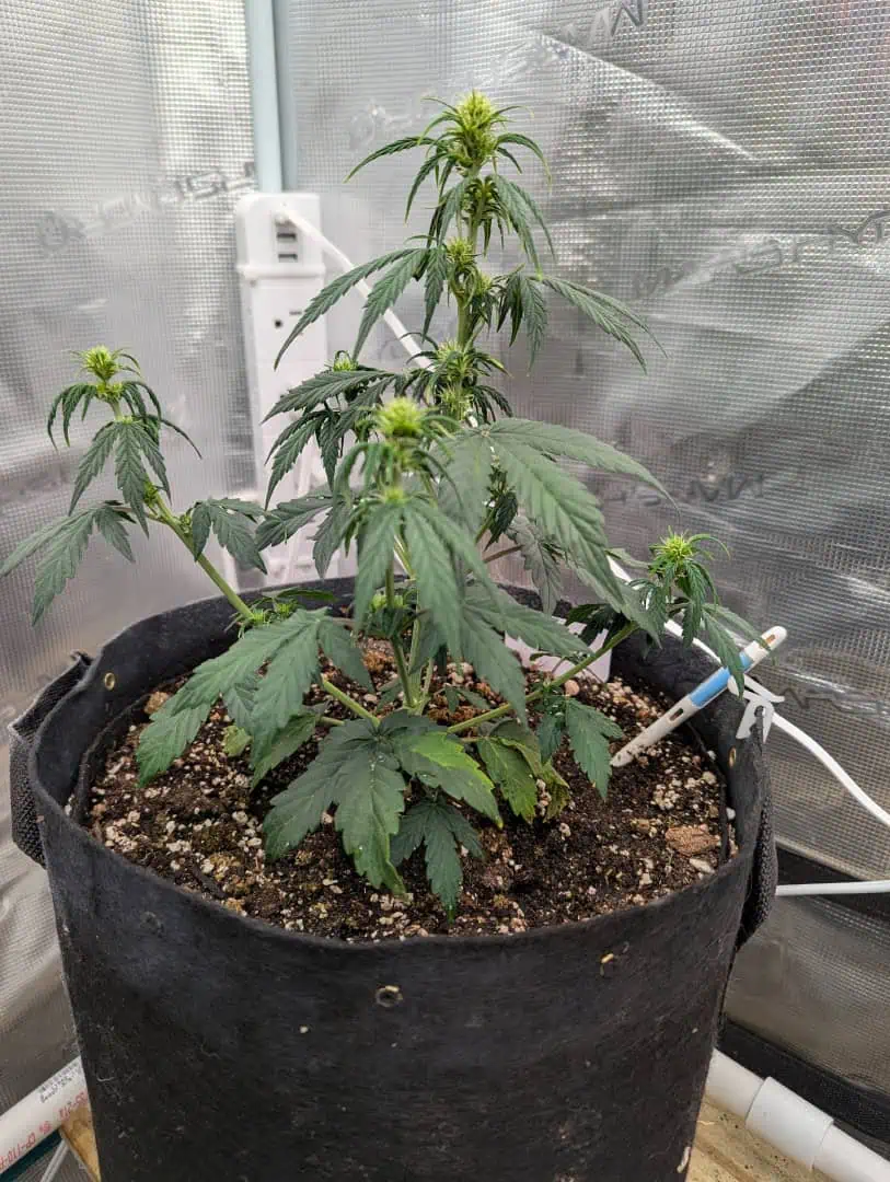 Strawberry Banana — flower, day 35