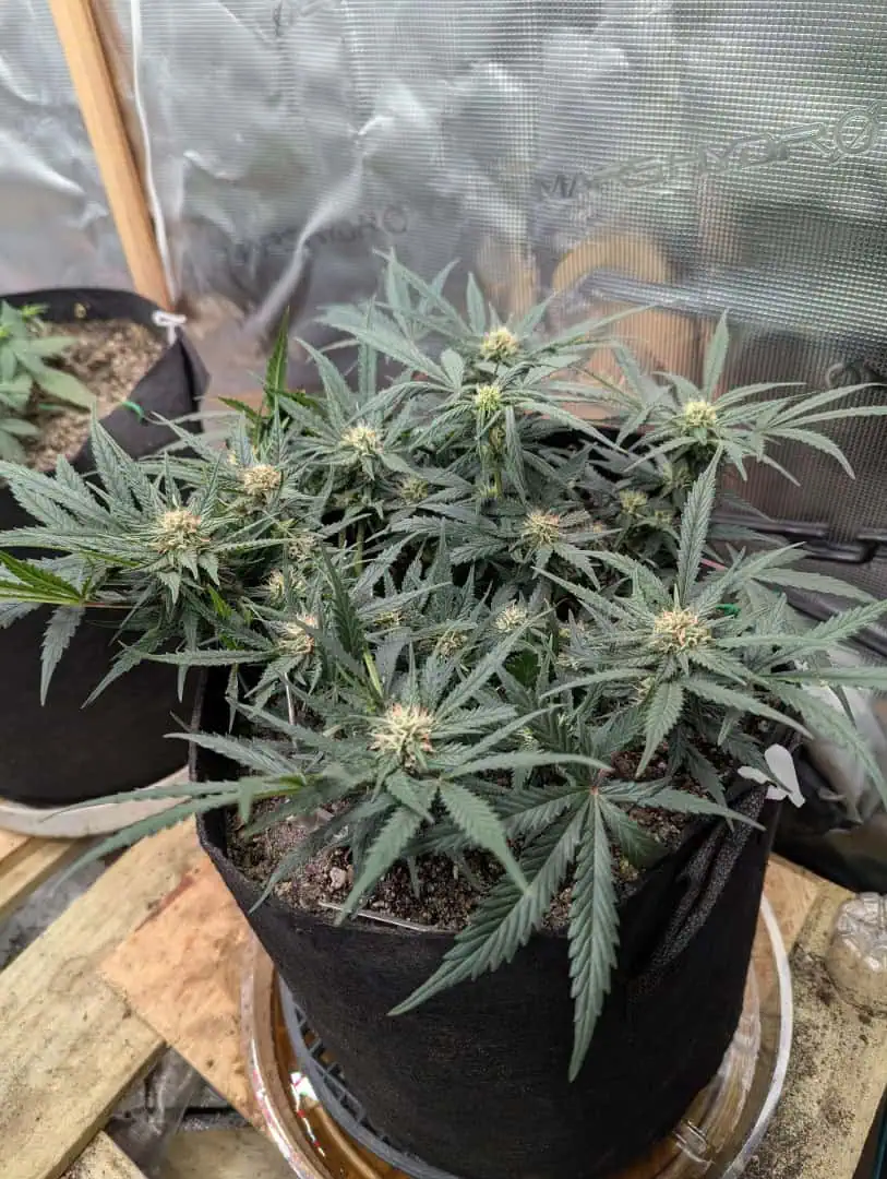 Amnesia Haze — flower, day 48