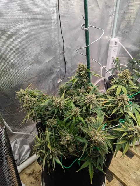 Watermelon OG — flower, day 69