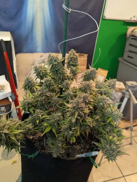 Watermelon OG — flower, day 81
