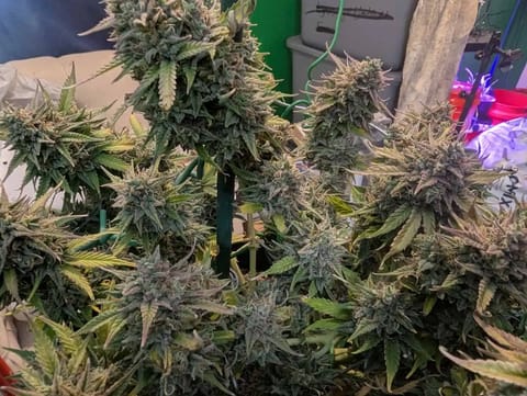 Watermelon OG — flower, day 81