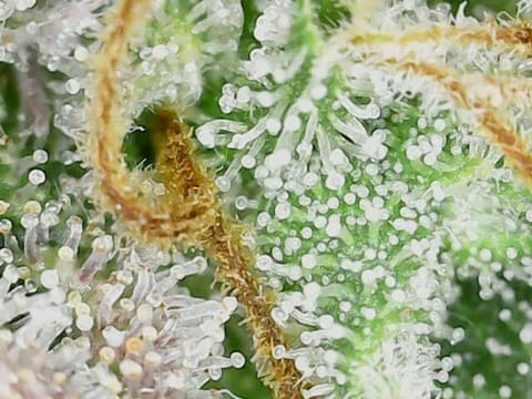 Watermelon OG — flower, day 81