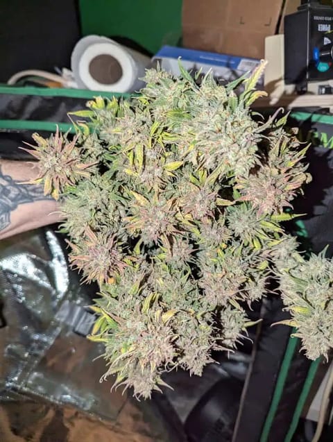 Watermelon OG — harvest, day 88
