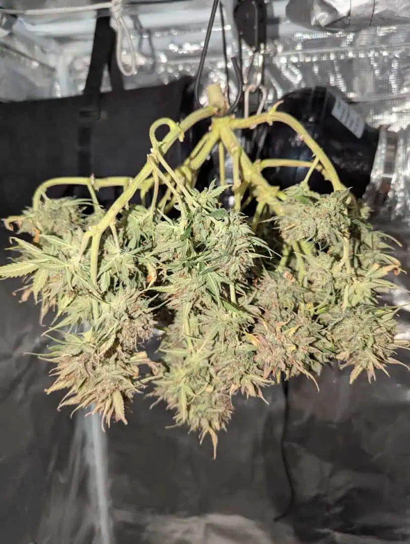 Watermelon OG  — harvest, day 88