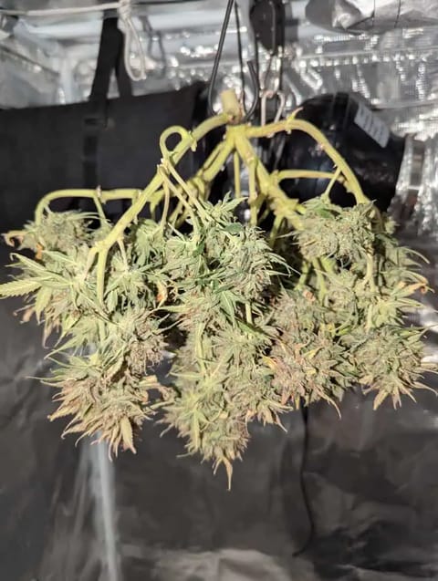 Watermelon OG — harvest, day 88