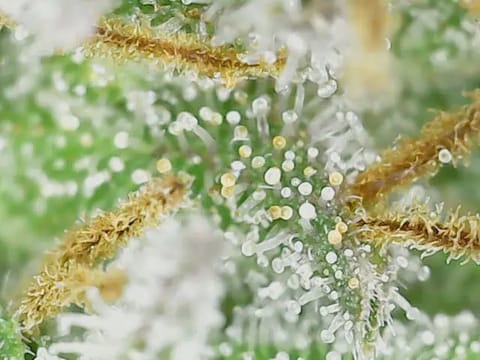 Watermelon OG — harvest, day 88