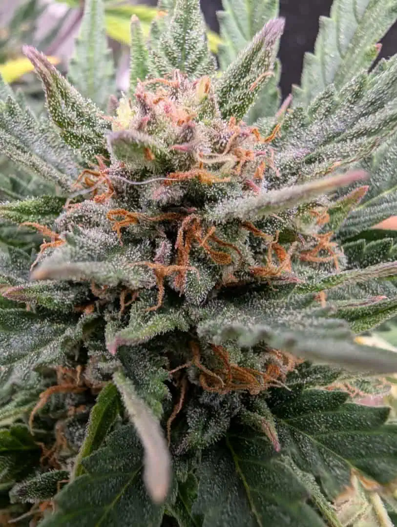 Amnesia Haze — flower, day 71