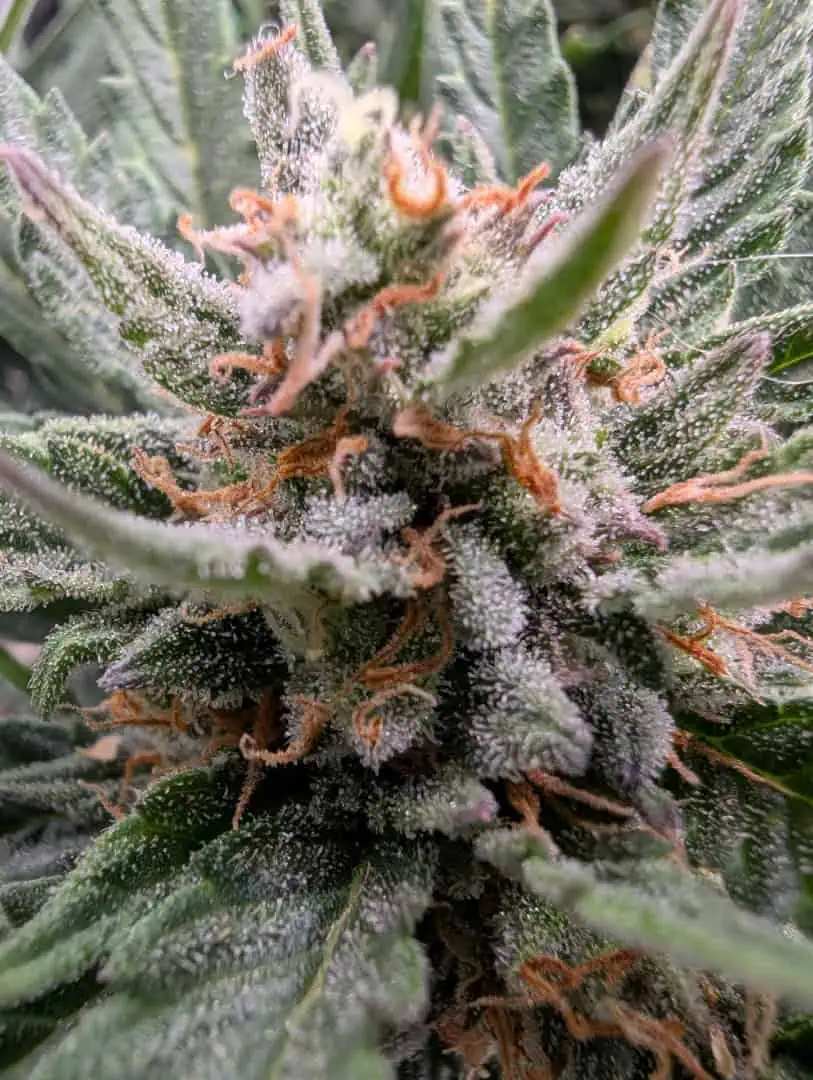 Amnesia Haze — flower, day 71