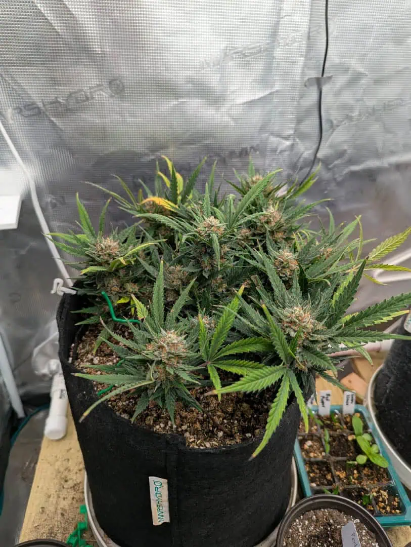 Amnesia Haze — flower, day 72
