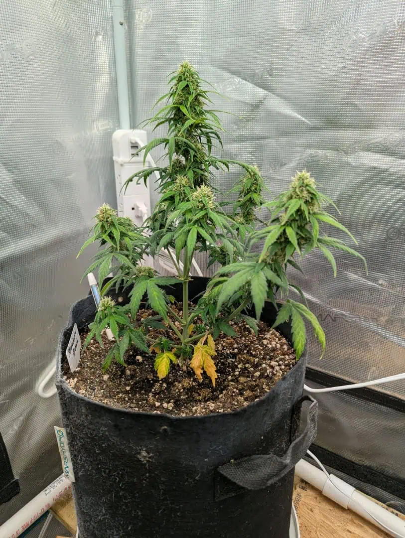 Strawberry Banana — flower, day 59