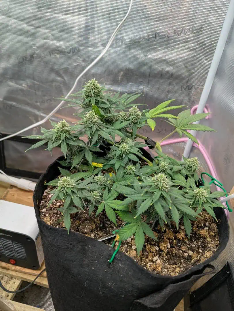 Pink Runtz — flower, day 49