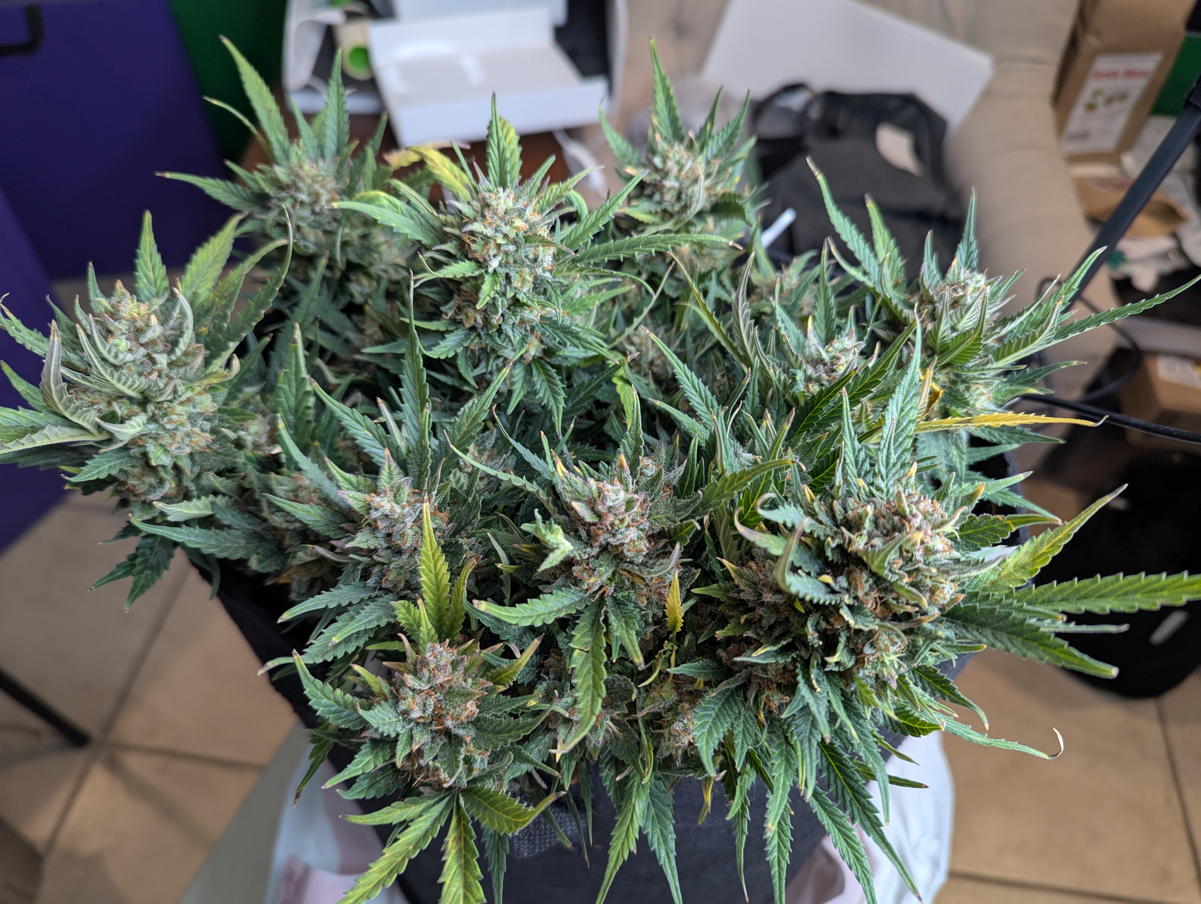 Amnesia Haze — harvest, day 85