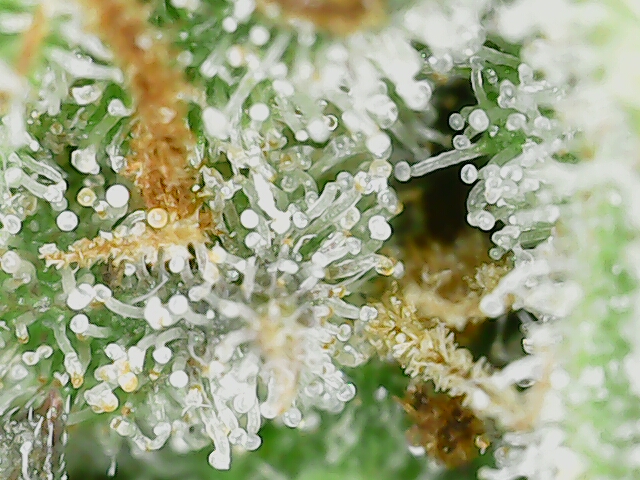 Amnesia Haze — harvest, day 85