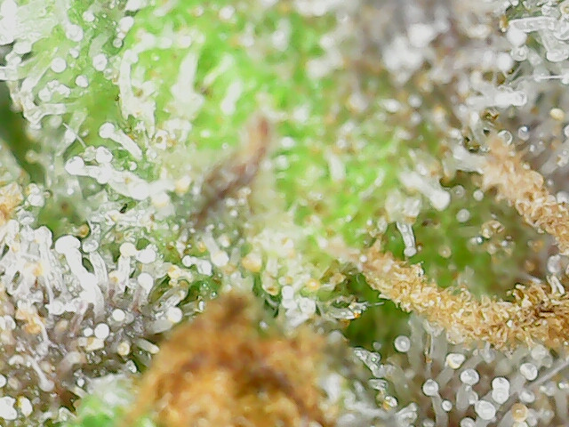 Amnesia Haze — harvest, day 85