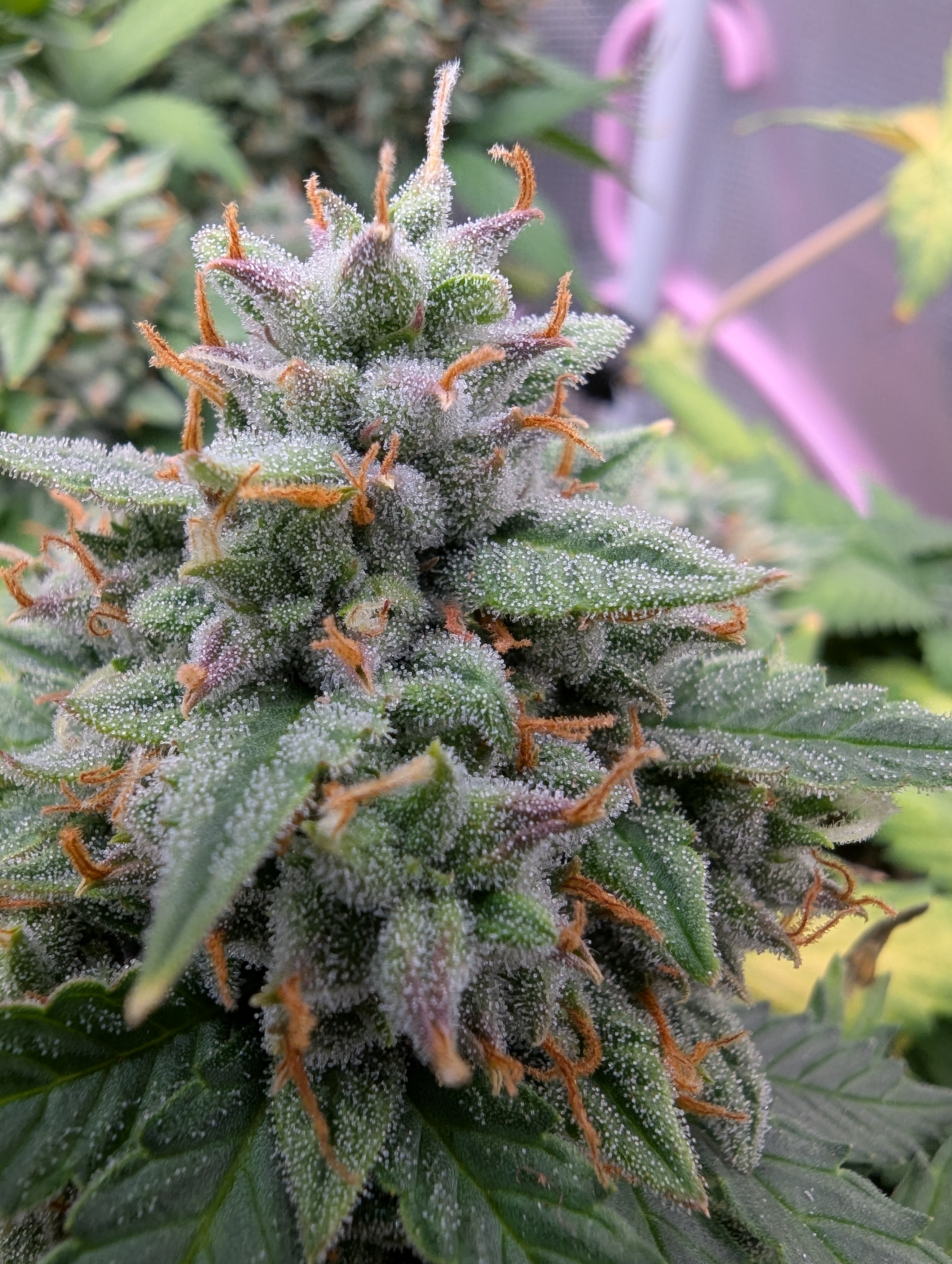 Pink Runtz — flower, day 67