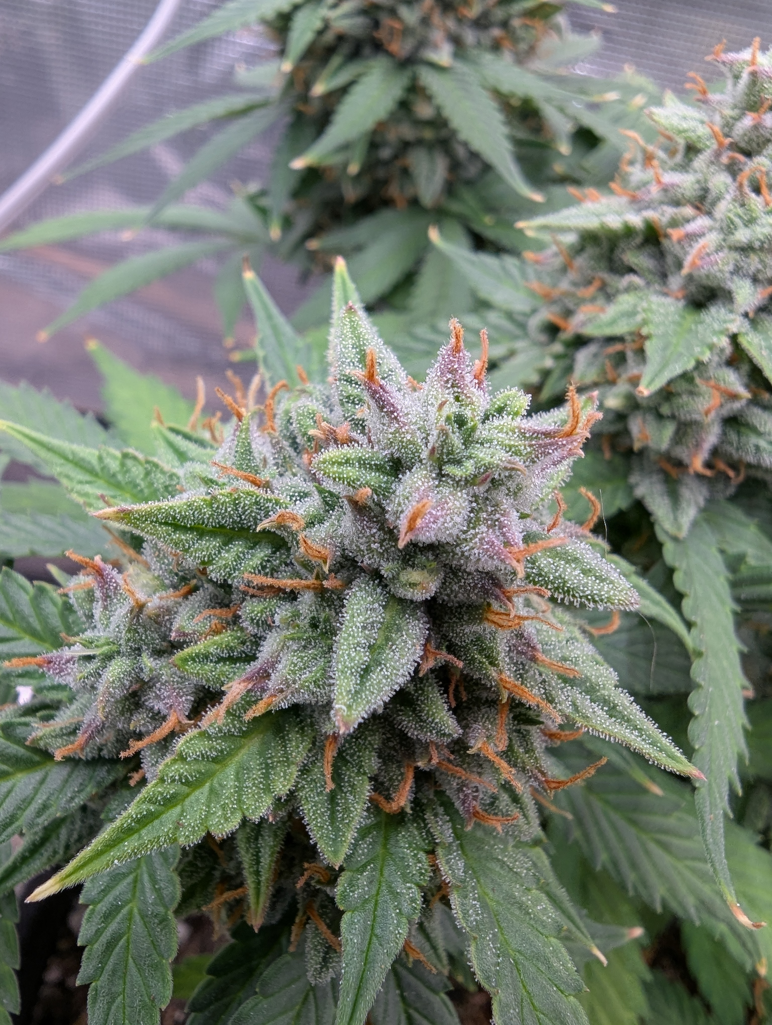 Pink Runtz — flower, day 67