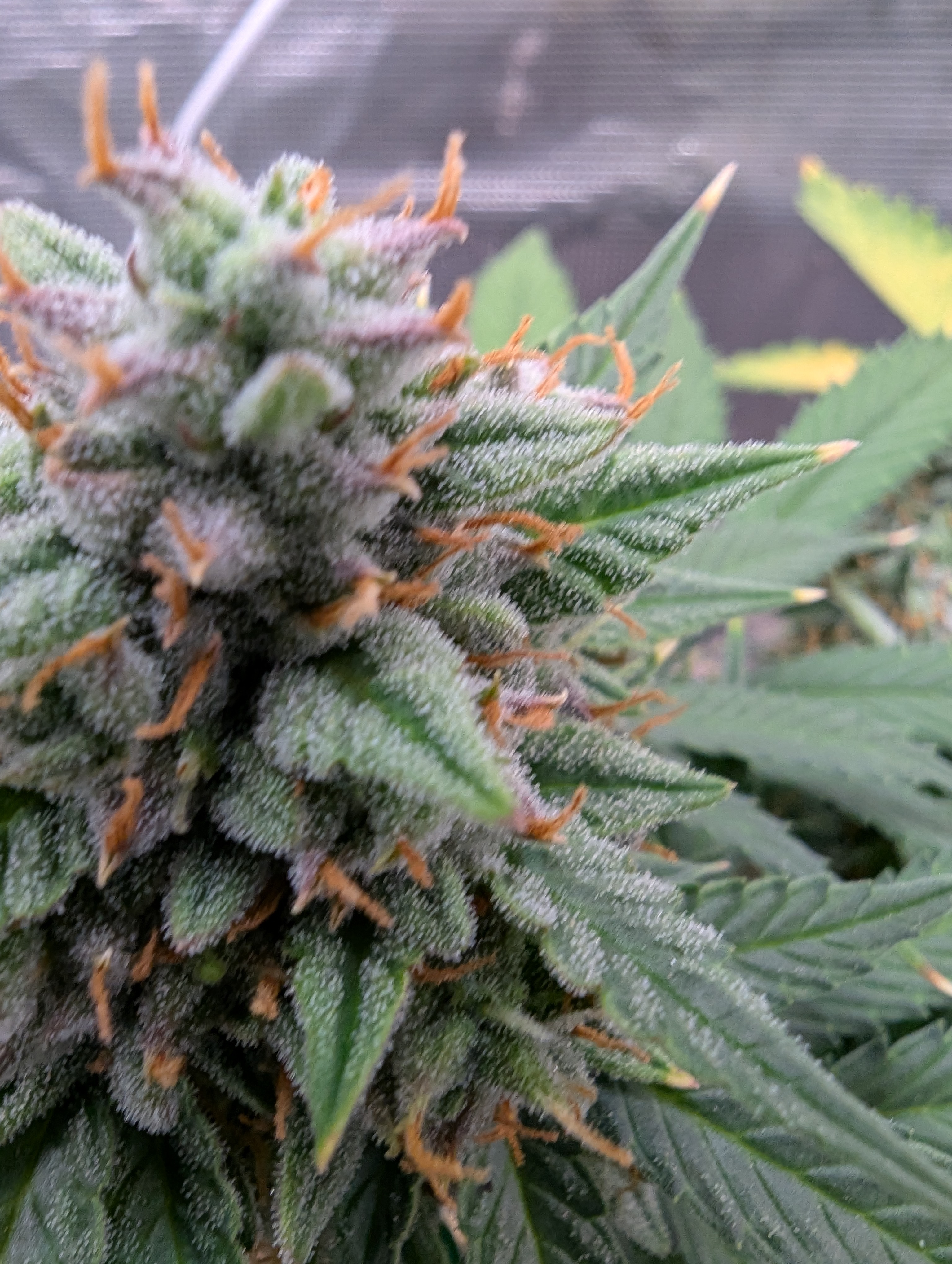 Pink Runtz — flower, day 67