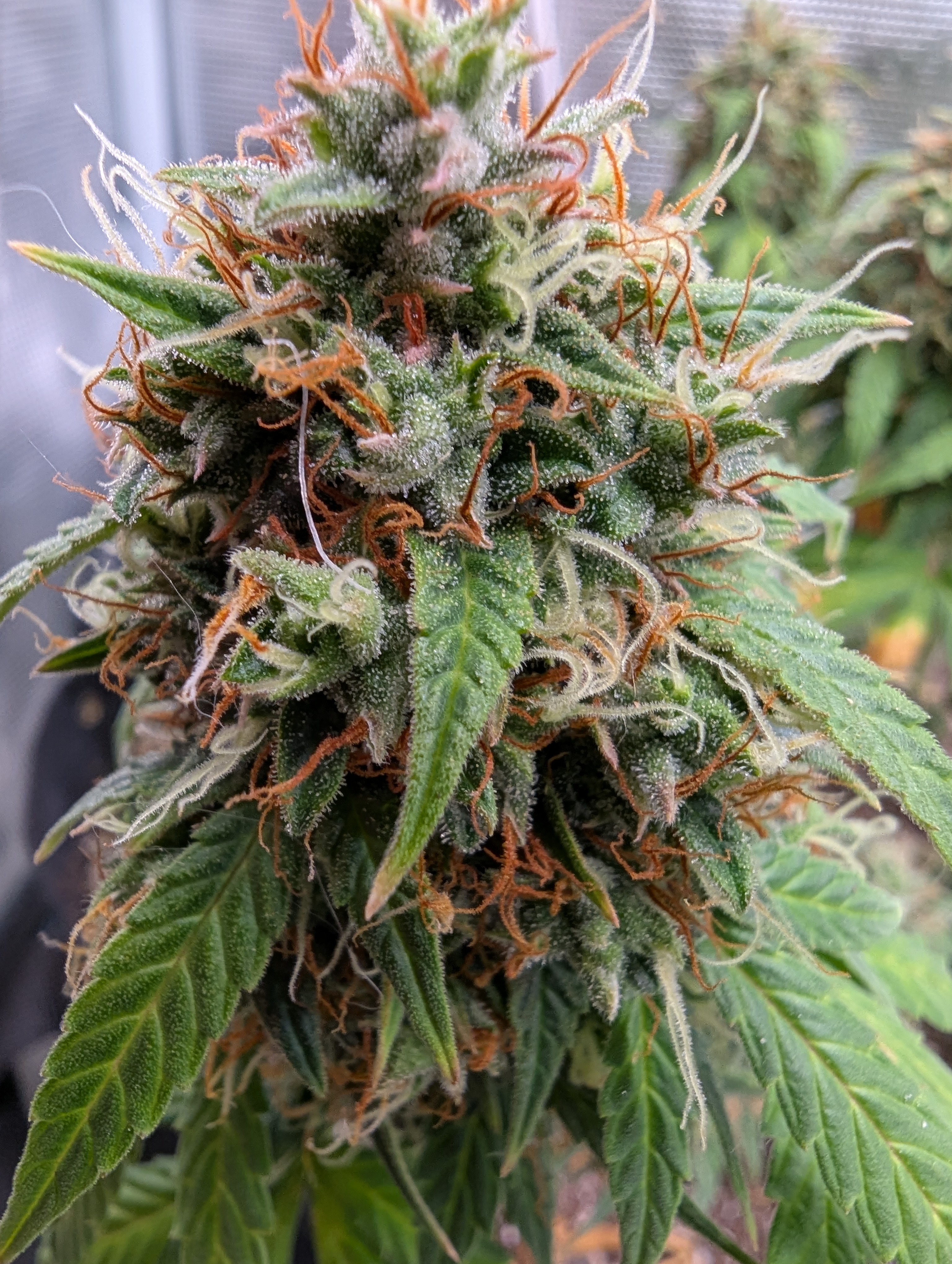 Strawberry Banana — flower, day 90