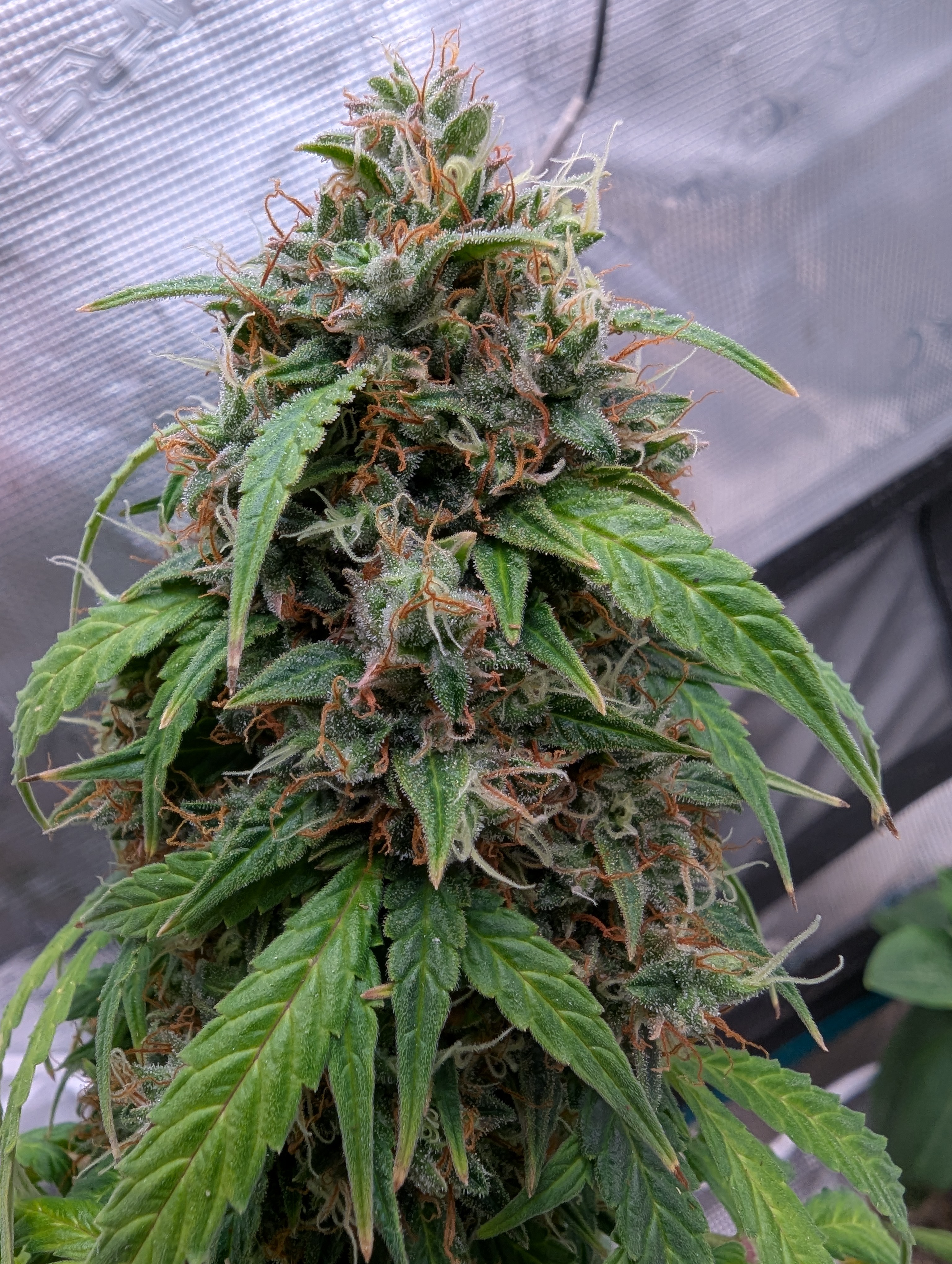 Strawberry Banana — flower, day 90