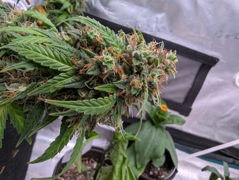 Strawberry Banana — flower, day 90