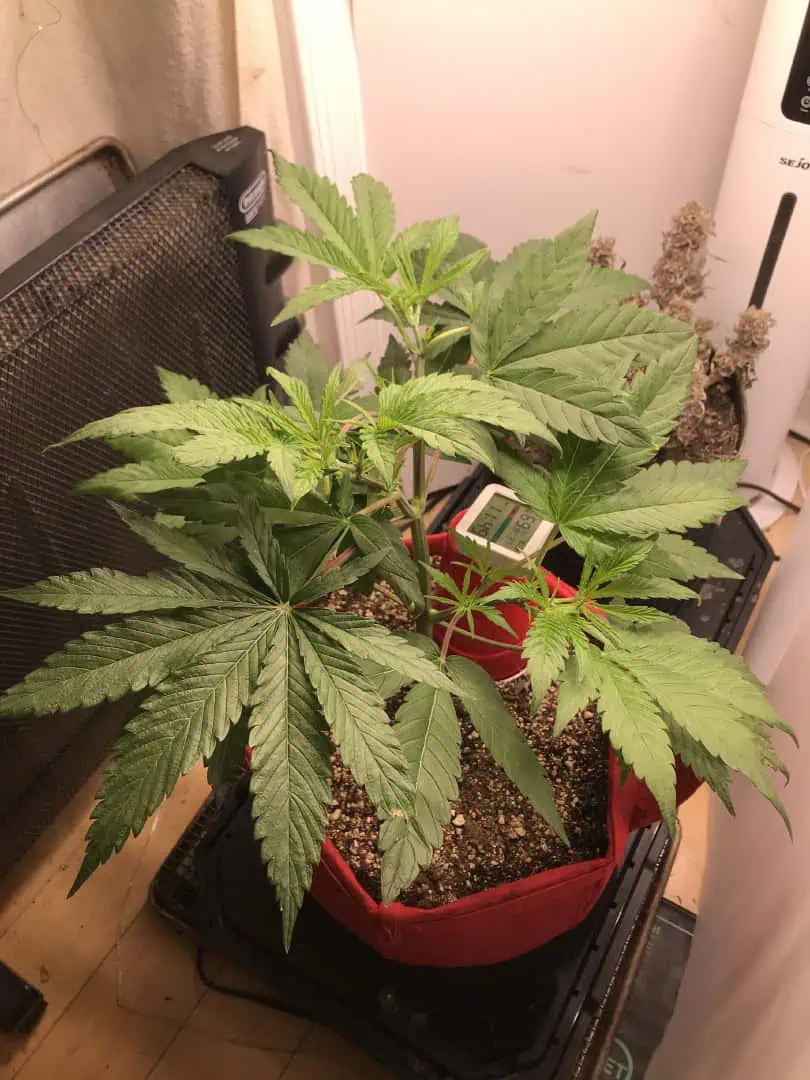 Frozen B.A.G. winter 2025