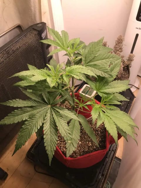 Frozen B.A.G. winter 2025 — vegetative, day 1