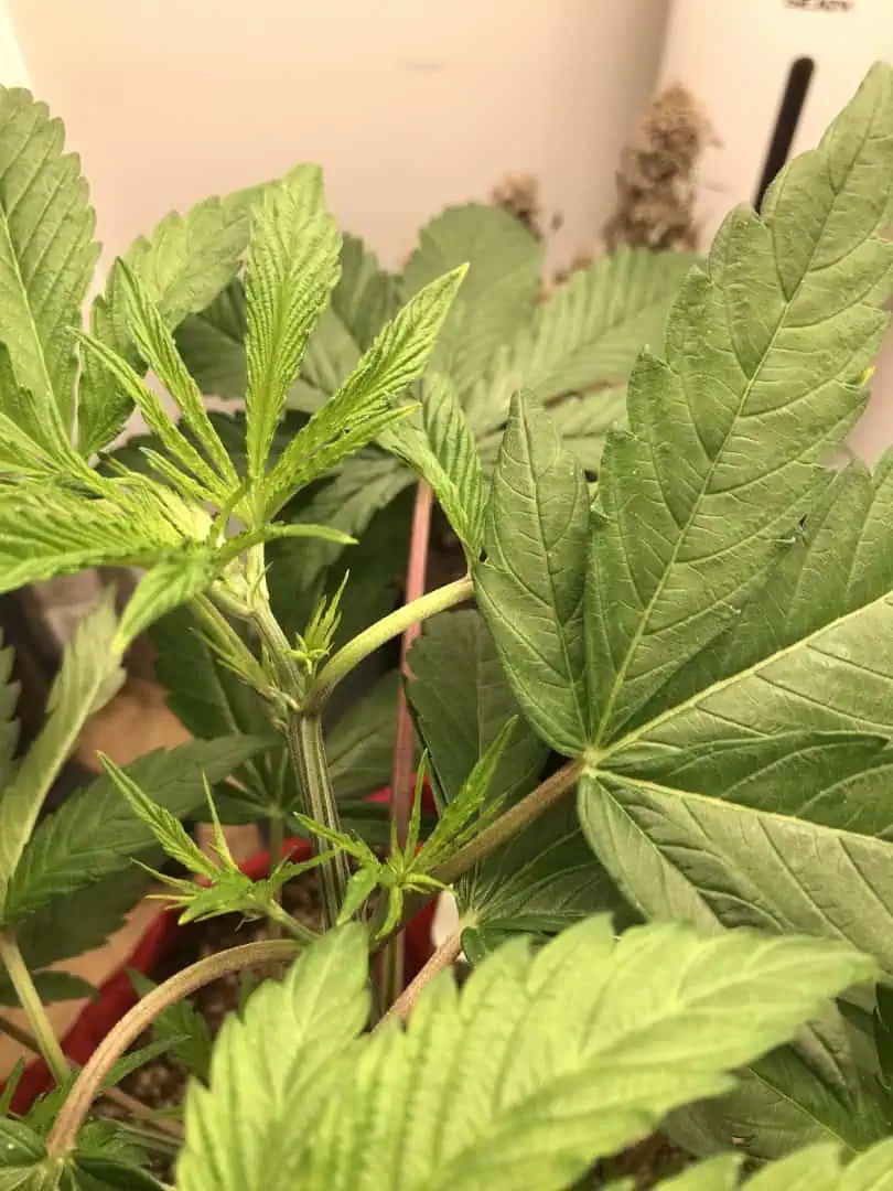 Frozen B.A.G. winter 2025 — vegetative, day 1