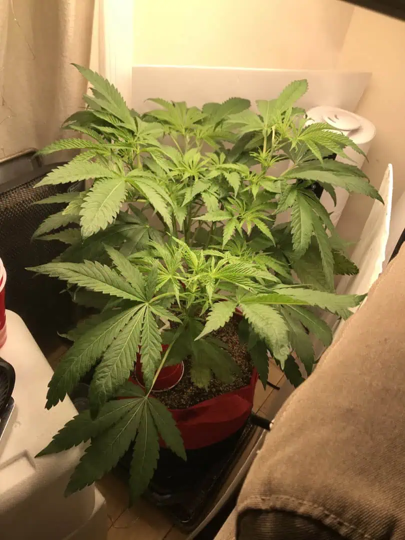 Frozen B.A.G. winter 2025 — flower, day 9